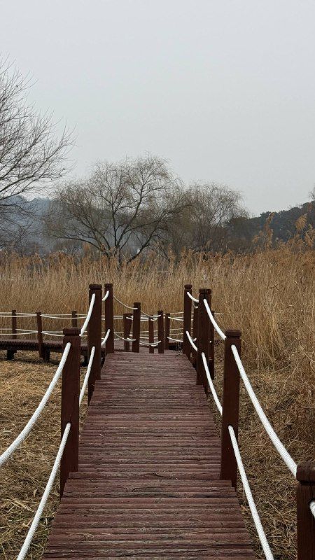 A wooden boardwalk with rope rails leading into dry reeds and bare trees