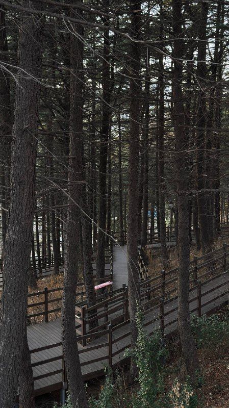 A path through a tall, dark stand of pine trees
