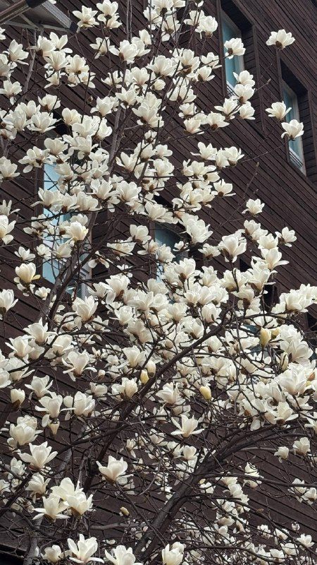 White magnolia blossoms filling the frame