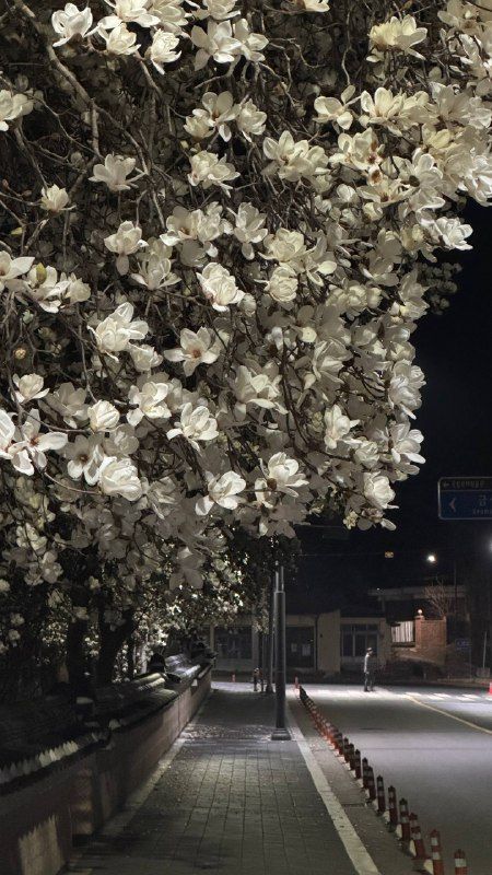 Magnolia blossoms over an empty lamp-lit street at night