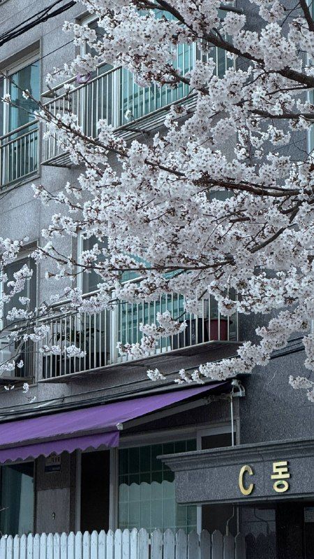 A blossoming tree above a quiet shopfront street