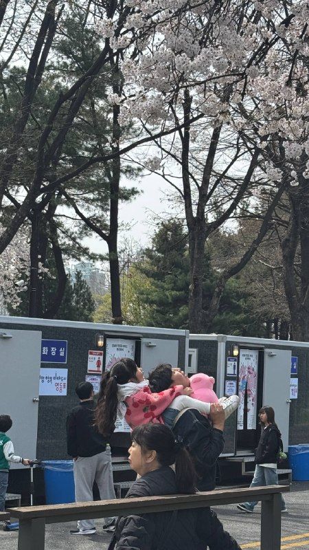 People gathered under cherry blossoms beside festival booths