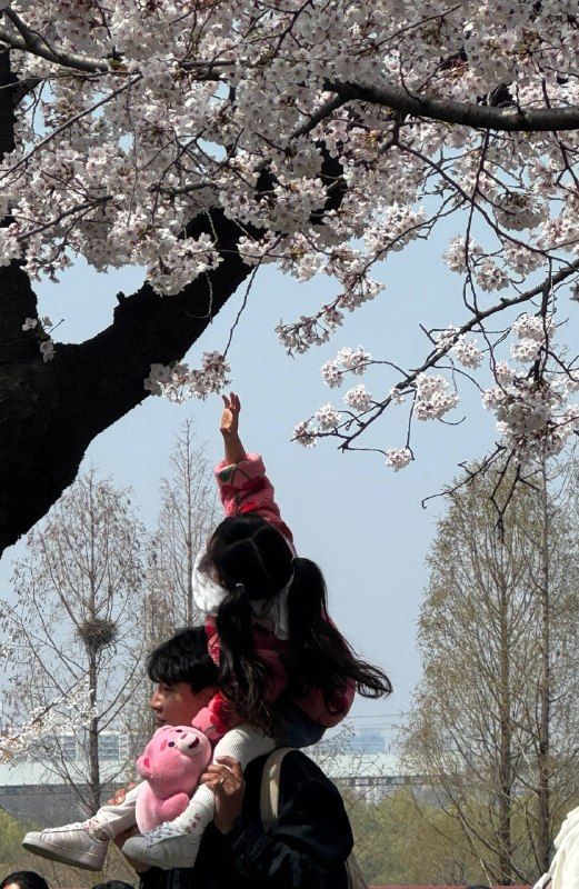 A child on a parent's shoulders reaching up into cherry blossoms