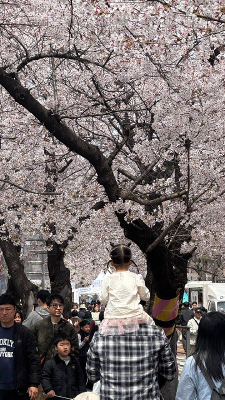 Families walking beneath arching cherry blossom branches