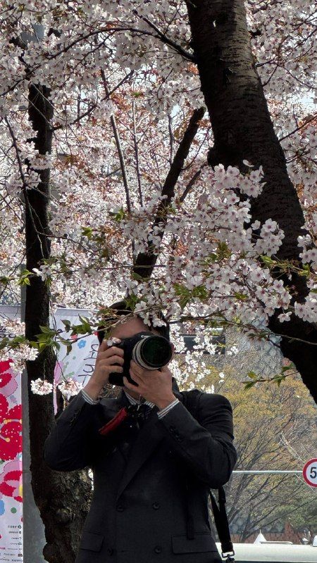 A photographer raising his camera beneath cherry blossoms
