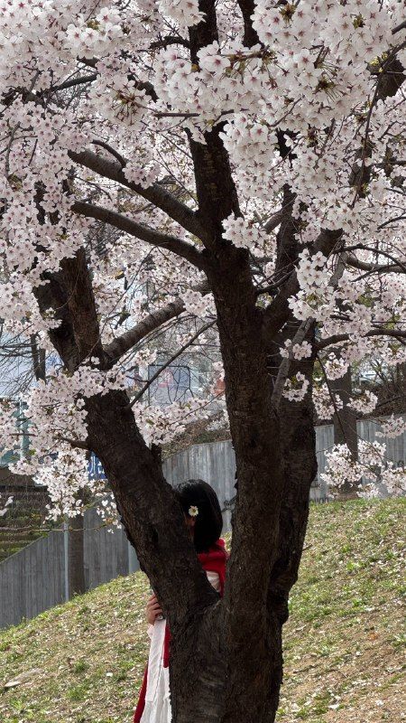 A woman leaning on a cherry tree in full bloom