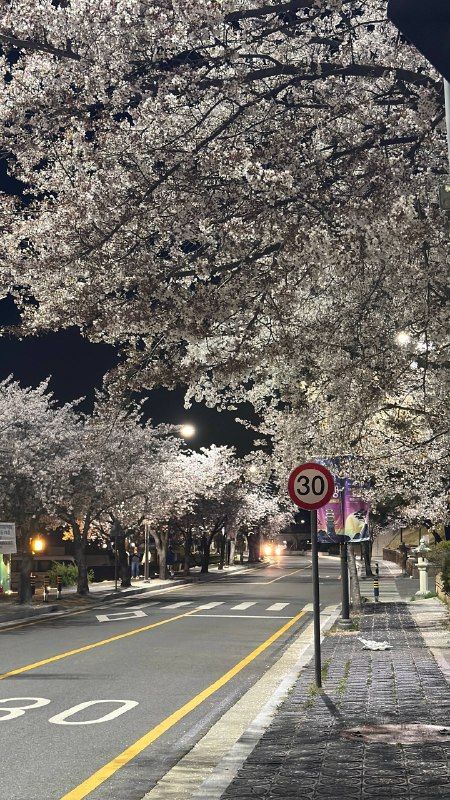 A blossom-lined road at dusk with a speed-limit sign