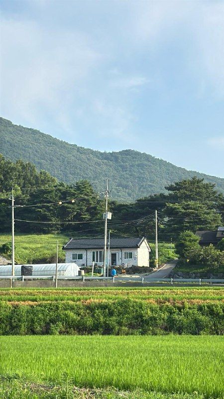 A white farmhouse beside green rice paddies below a forested mountain