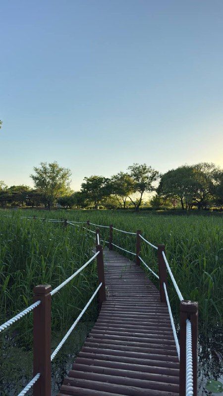 A wooden boardwalk curving through green marsh grass at dusk