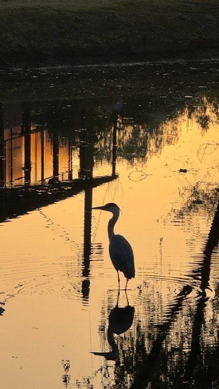 A heron standing in amber pond water, its reflection and pillars inverted in the ripples