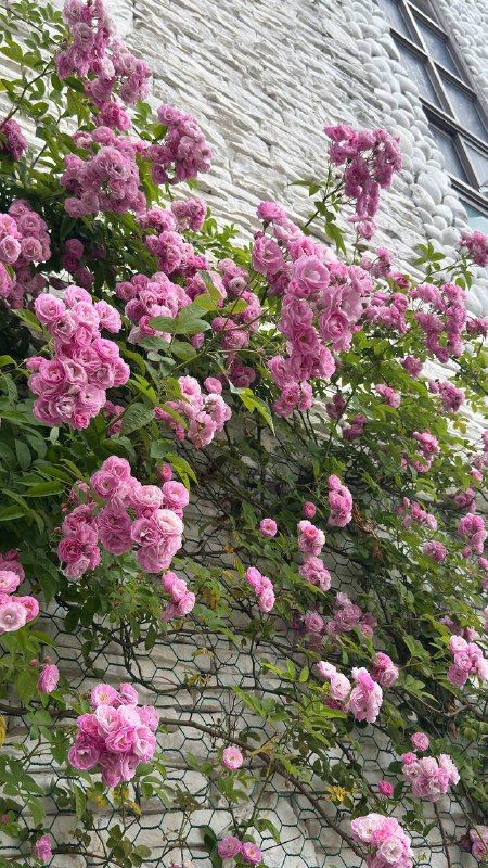 Pink climbing roses against a pale stone wall