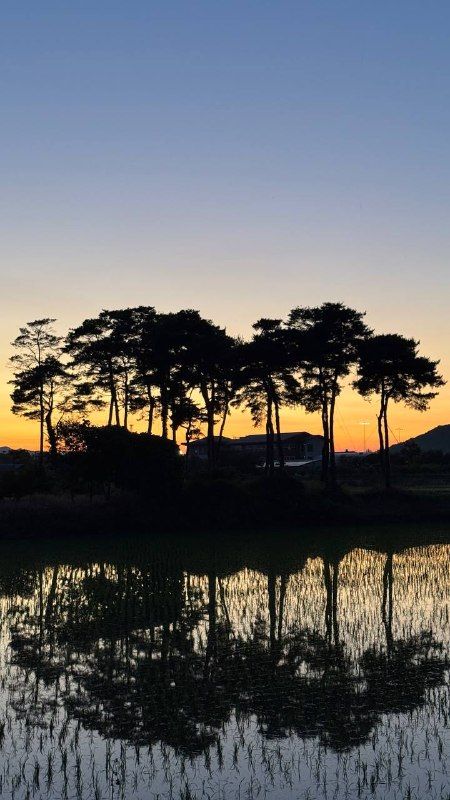Pine silhouettes reflected in a flooded rice paddy at sunset