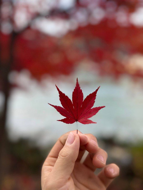 A hand holding up a single red maple leaf against autumn foliage