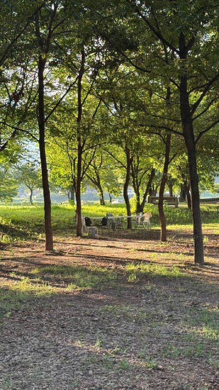 Long tree shadows across a gravel park on a clear morning