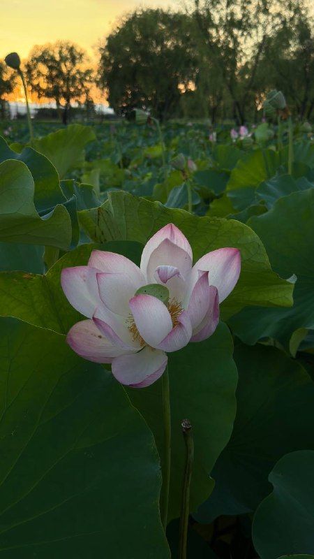 A white lotus flower opening at sunset among broad leaves