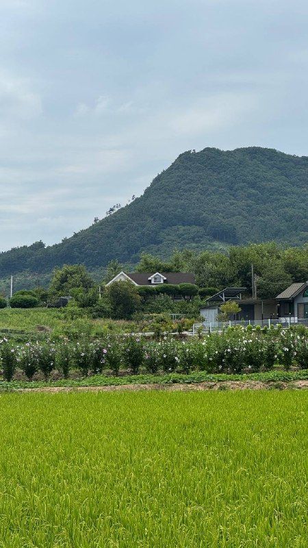 Bright green rice paddies at the foot of a forested peak