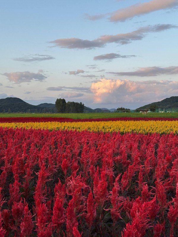 A field of red celosia flowers under a pale evening sky