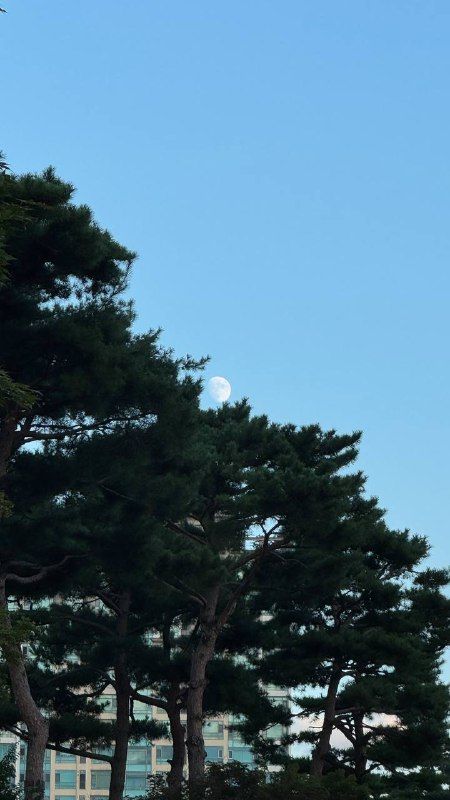 A pine tree silhouetted against blue sky with a pale moon