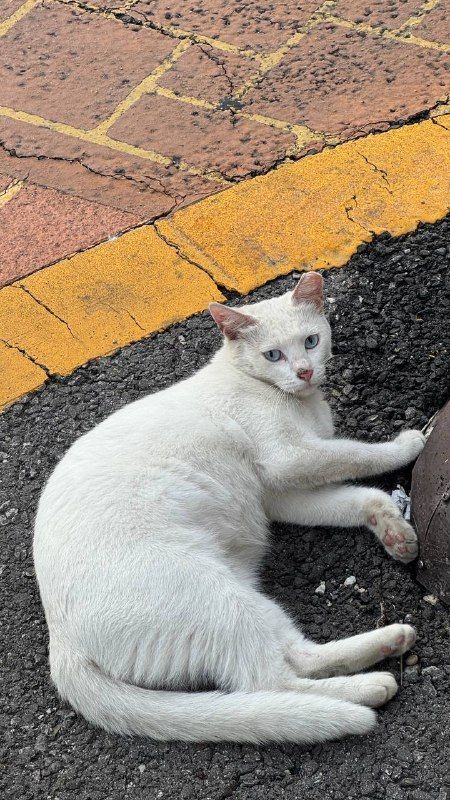 A white cat lying on dark asphalt beside a yellow kerb line