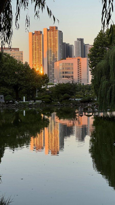 Apartment towers lit gold, mirrored in a willow-framed pond