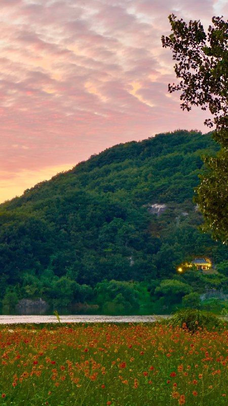 A green hill above an orange flower field under pink clouds