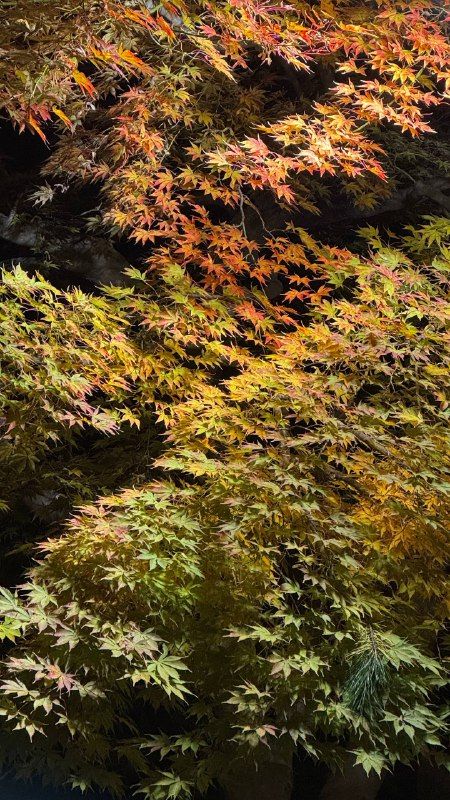 Maple leaves turning gold, orange and green