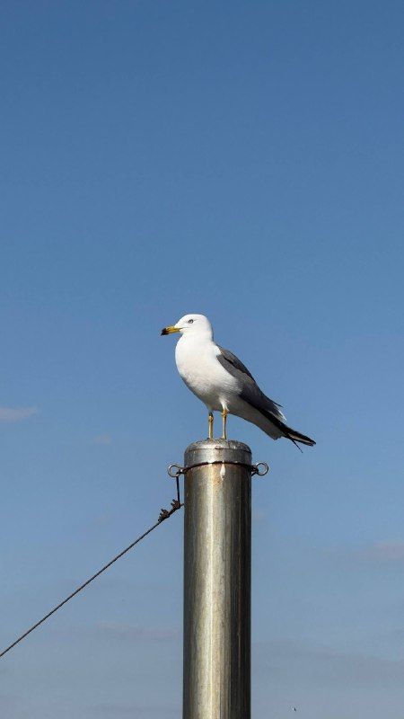 A gull standing on top of a pole against a clean blue sky